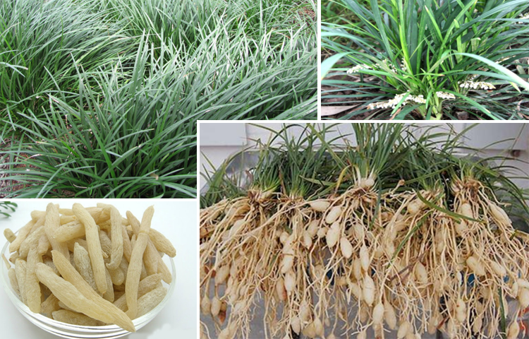 Mạch môn (Ophiopogon japonicus)